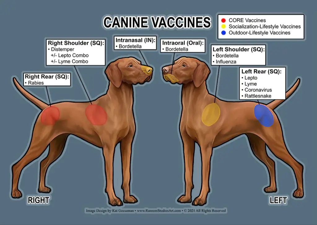 diagram of how vaccines work