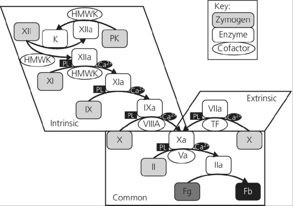 diagram of the blood clotting process