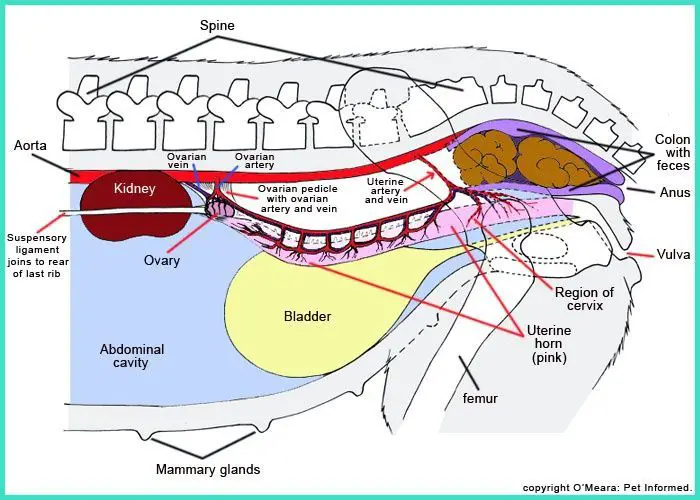 diagram of the interior anatomy of a pregnant dog