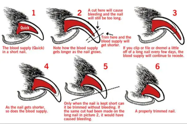 diagram showing dog nail quick and blood vessels