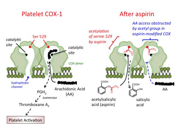 diagram showing how aspirin blocks cox enzymes