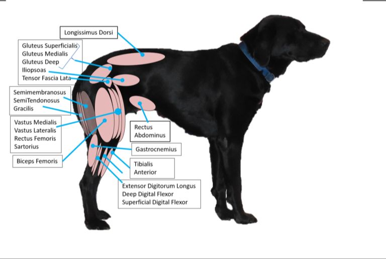 diagram showing muscles of dog's upper hind leg