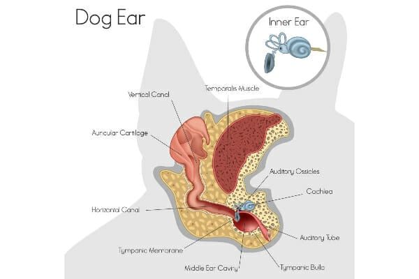 diagram showing the outer, middle, and inner structures of a dog's ear.