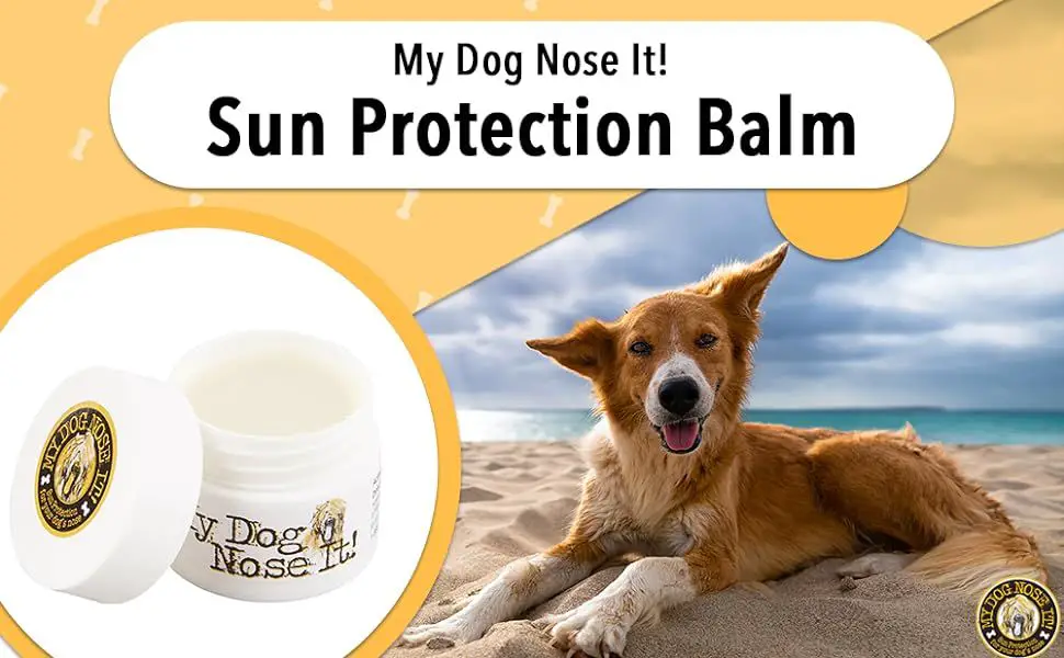 diet and sun protection also help dog noses