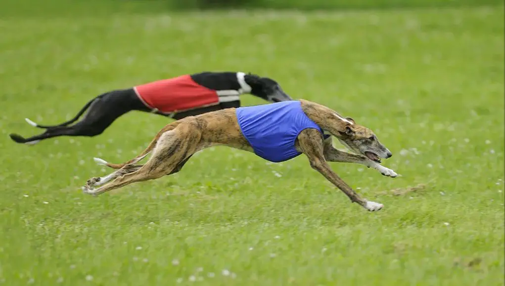 different dog breeds racing