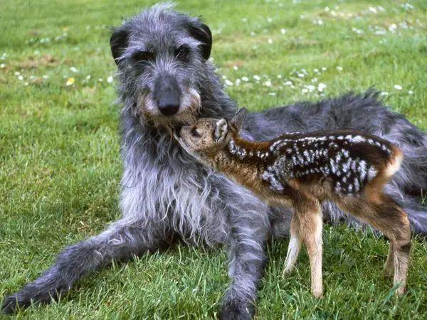 different dog breeds that can be found and befriended