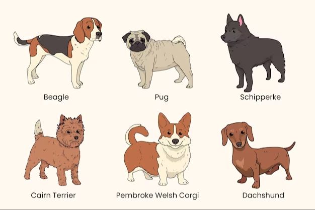 different dog breeds