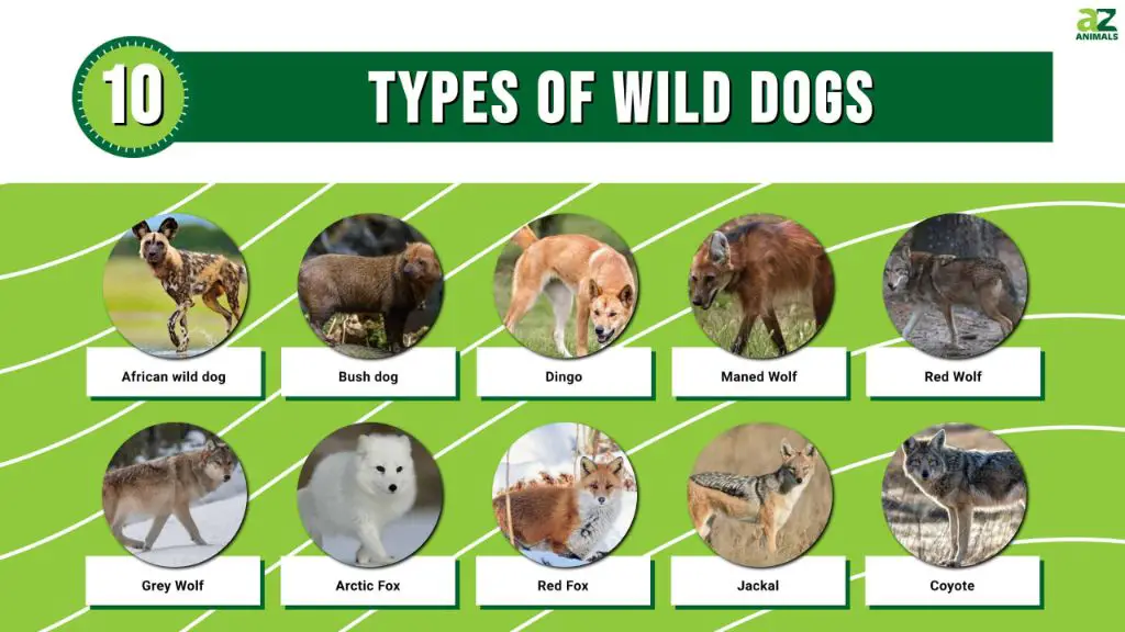 different species of wild dogs