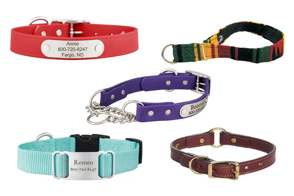 different types of dog collars displayed on a table