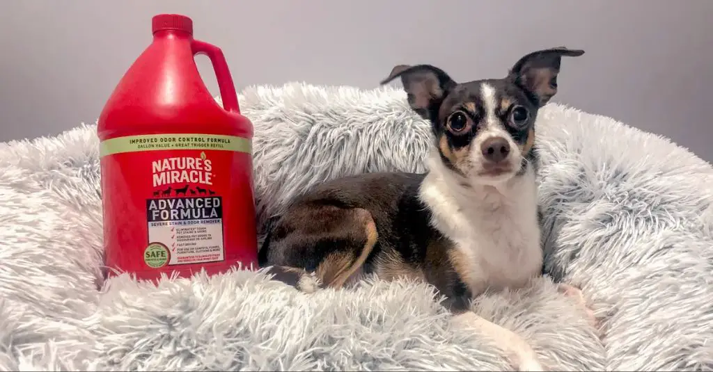 disinfecting dog beds