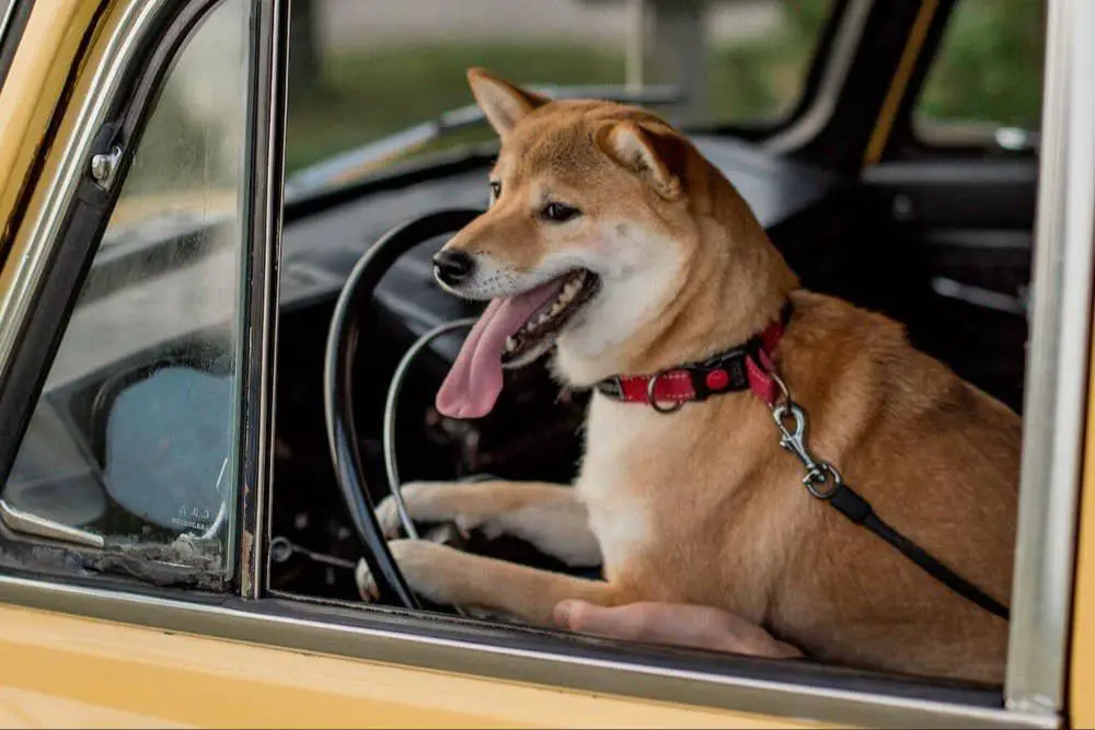 distressed dog panting heavily in hot car