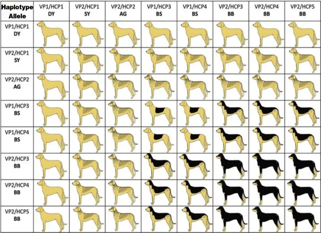 dna tests predicting coat colors of puppies