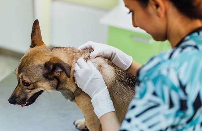 doctor examining dog's skin