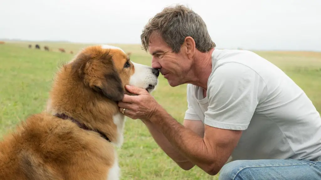 dog actor being trained on set of a dog's purpose movie