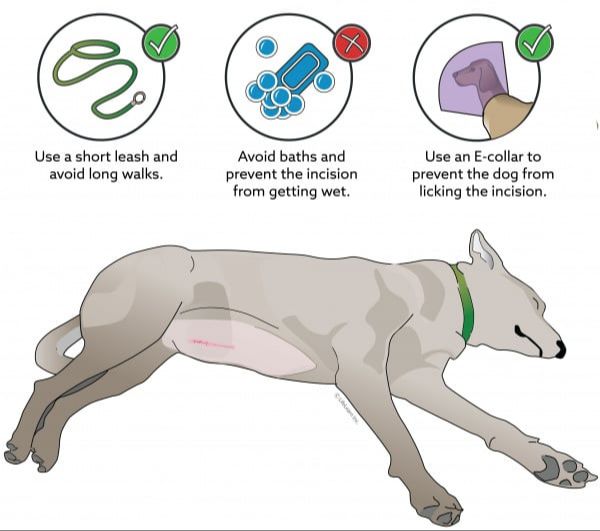 dog after spay surgery