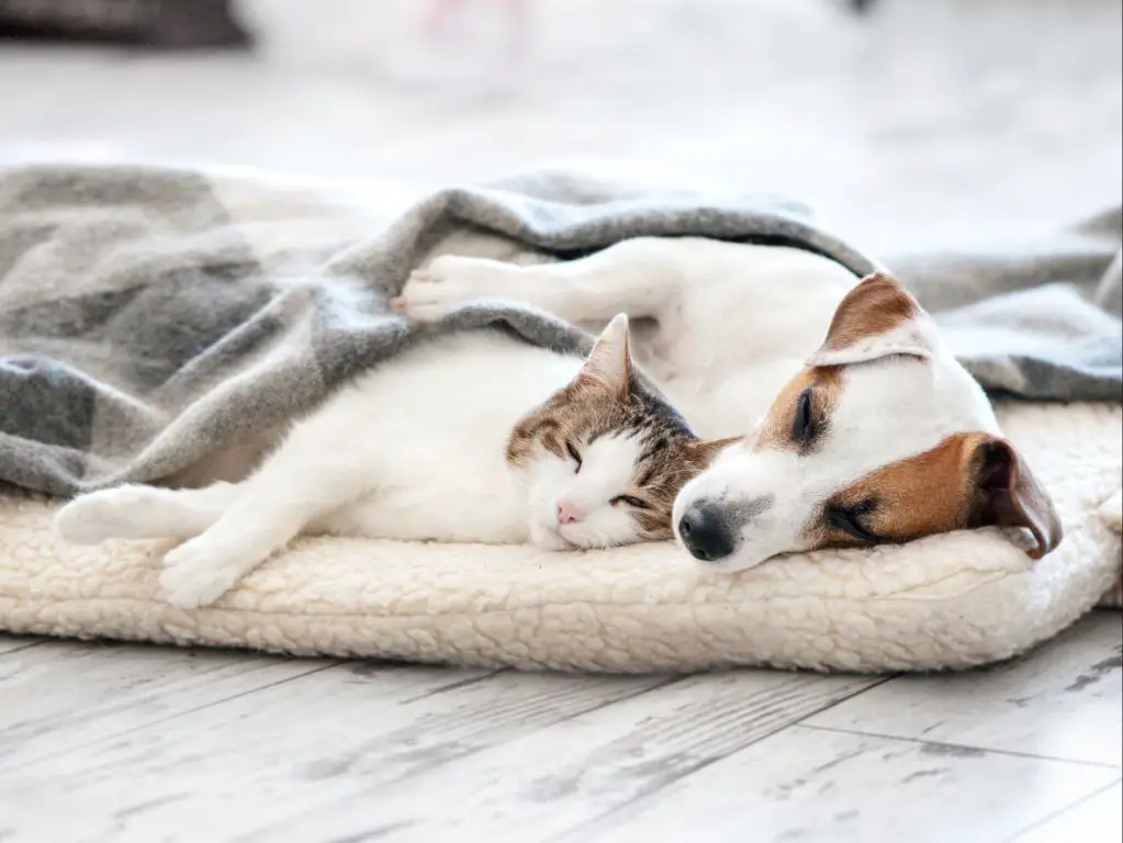 dog and cat peacefully coexisting in same household.