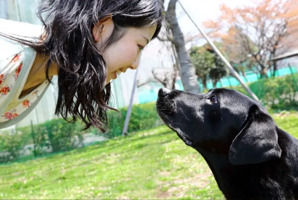 dog and human gazing at each other