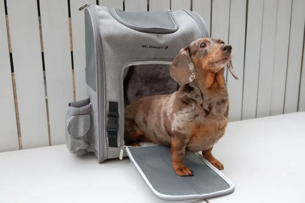 dog backpack positioned on dog's upper back