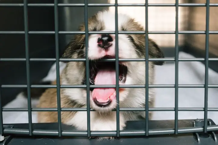 dog barking and scratching inside crate