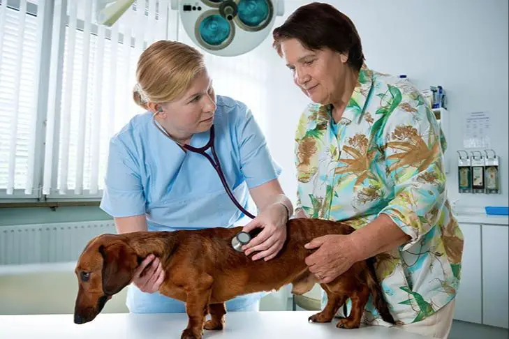 dog being dewormed by owner