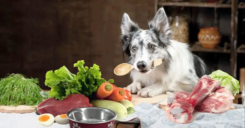 dog being fed homemade food