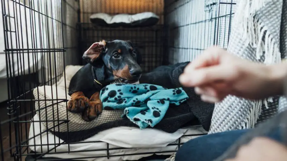 dog being fed treats in an open crate