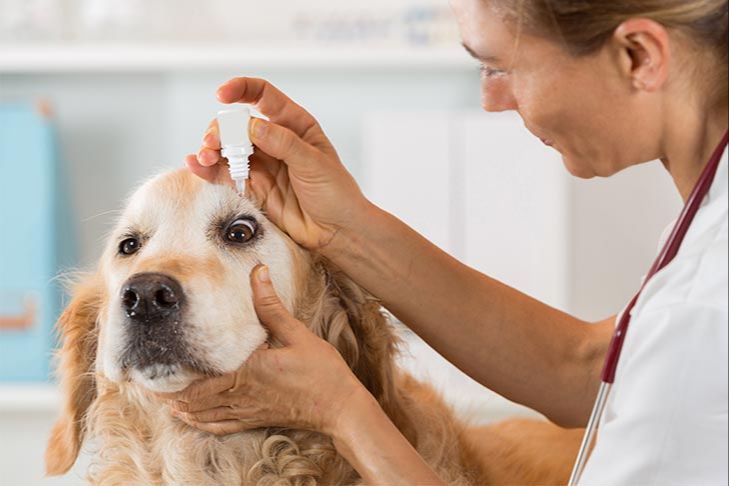 dog being given eye drops by owner