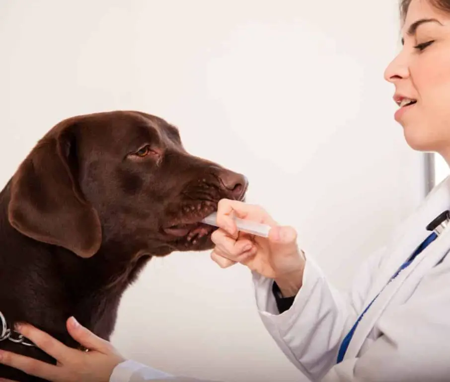 dog being given medication