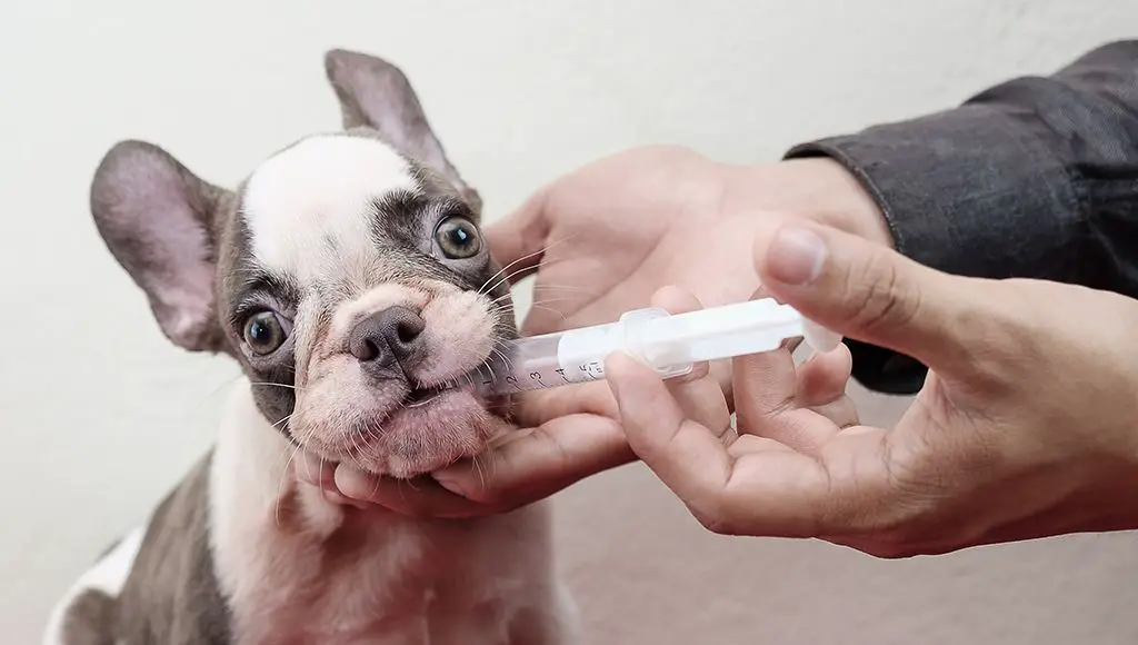 dog being given medication