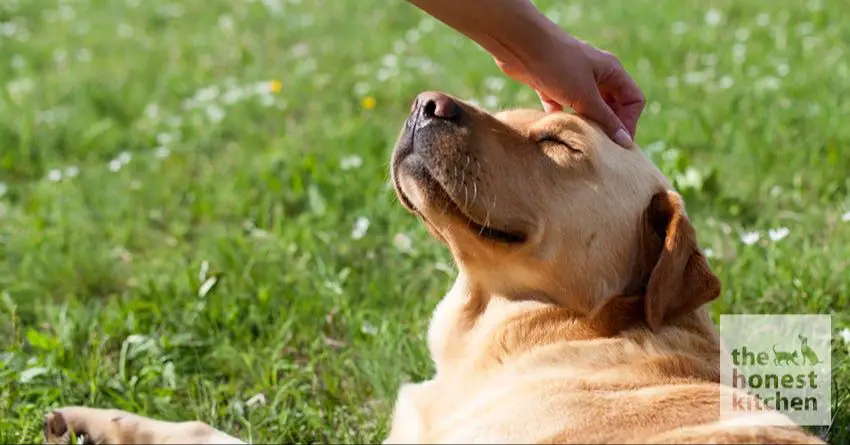 dog being petted