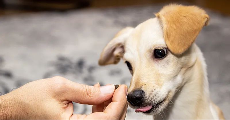 dog being positively reinforced with treats during desensitization training