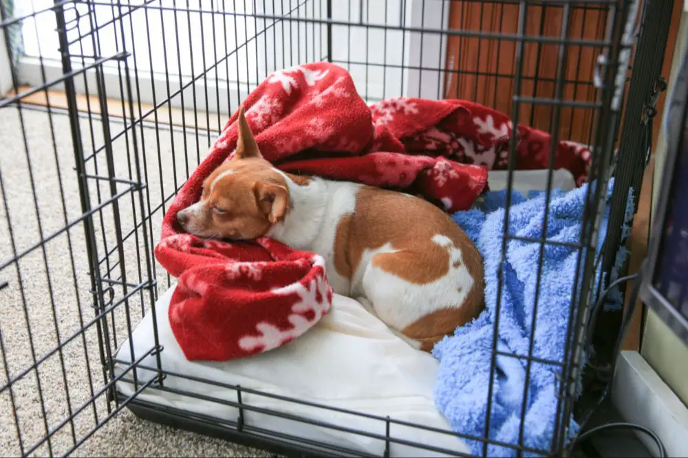 dog being rewarded for entering crate