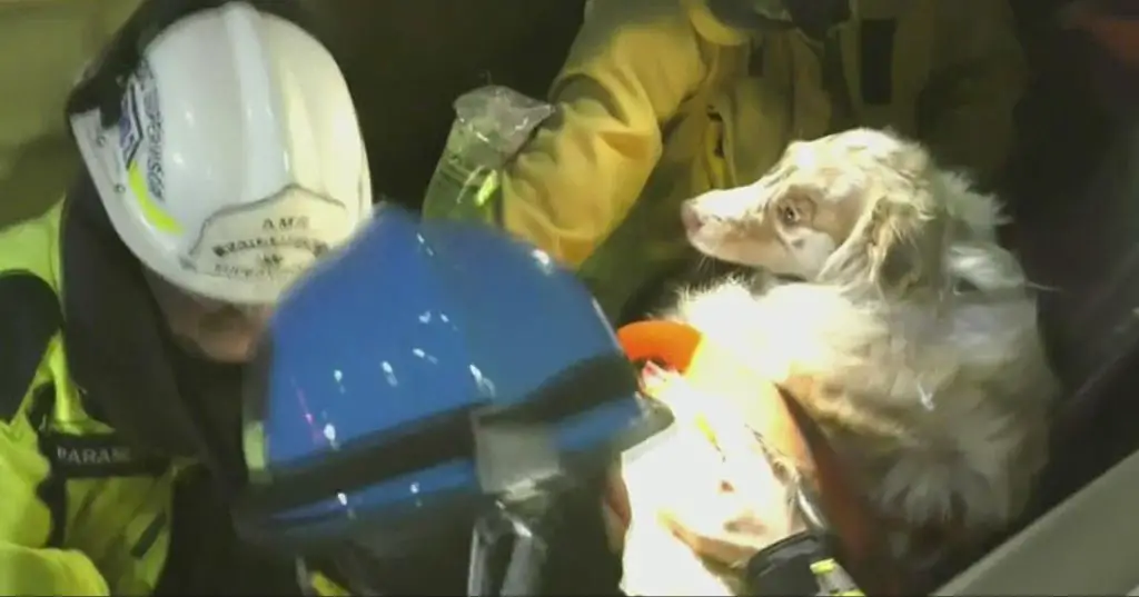 dog being rushed into animal emergency hospital