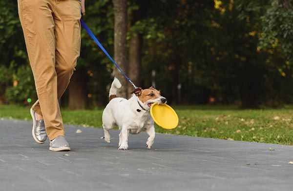 dog being taken on walk for exercise