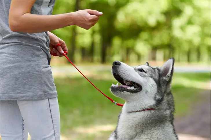 dog being trained positively