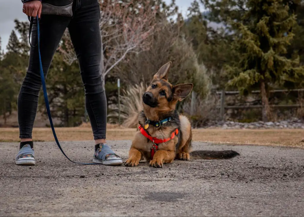 dog being walked before crating