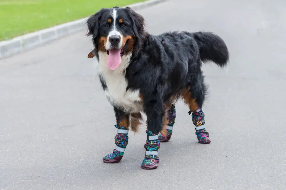 dog booties to protect paws