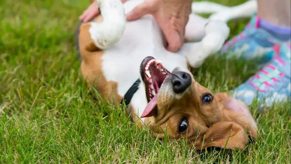 dog brain responses to tickling