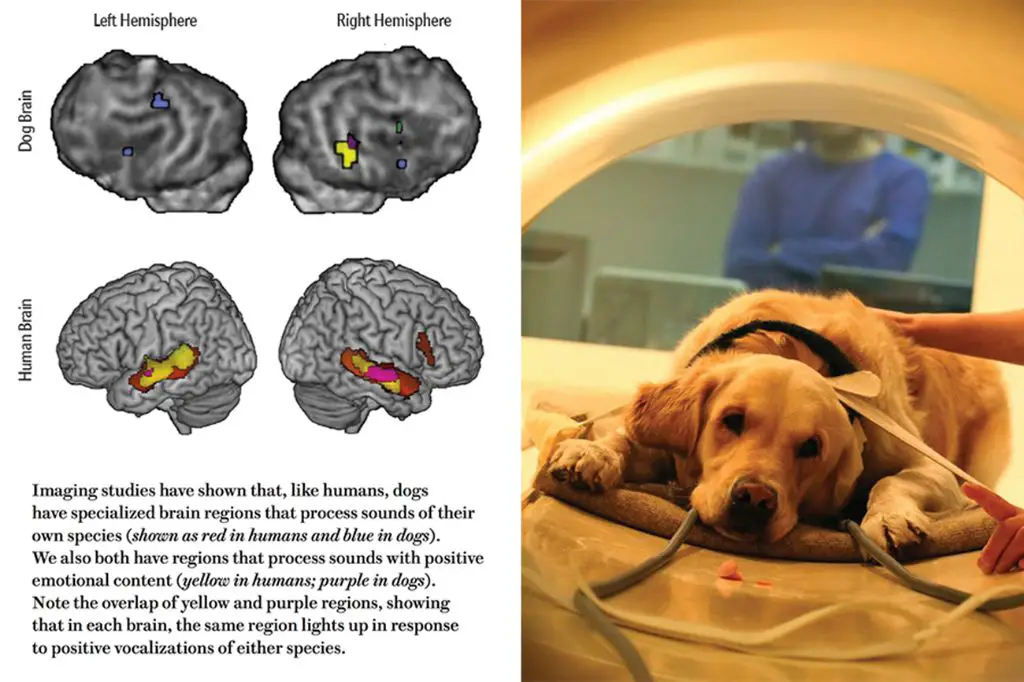 dog brains evolved for human cooperation