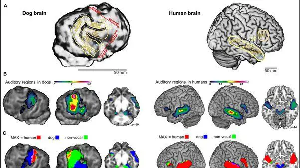 dog brains much smaller than human brains