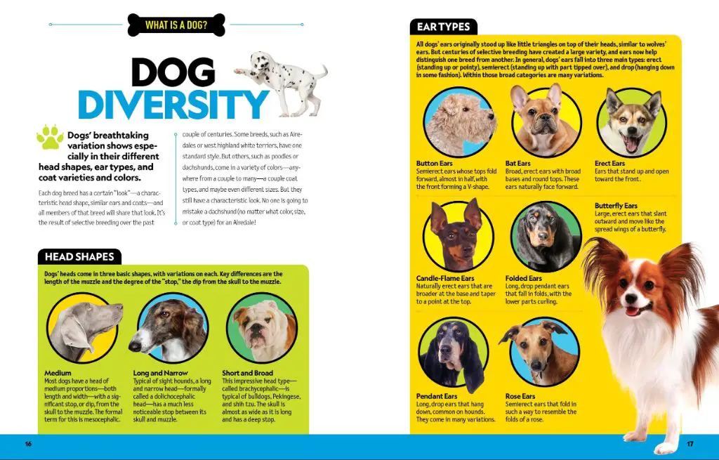 dog breed identification book