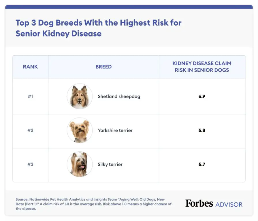 dog breed prone to health issues