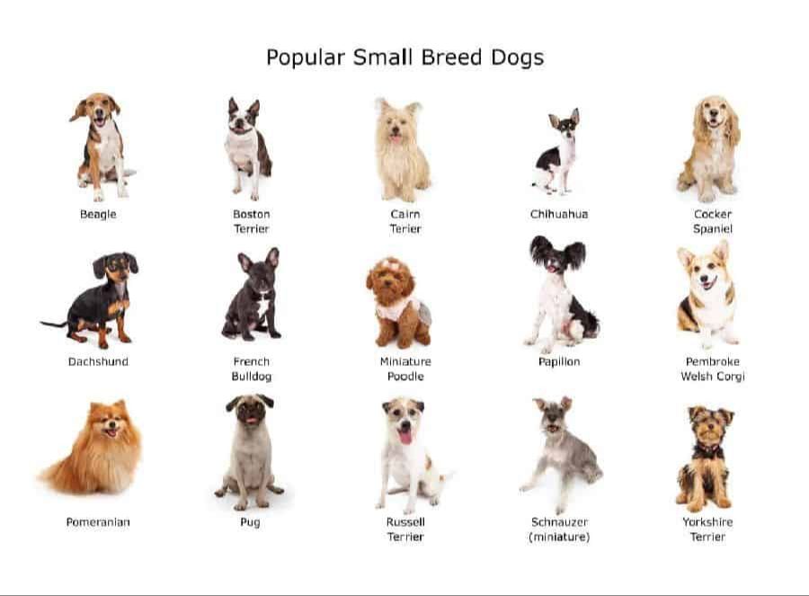 dog breed size categories