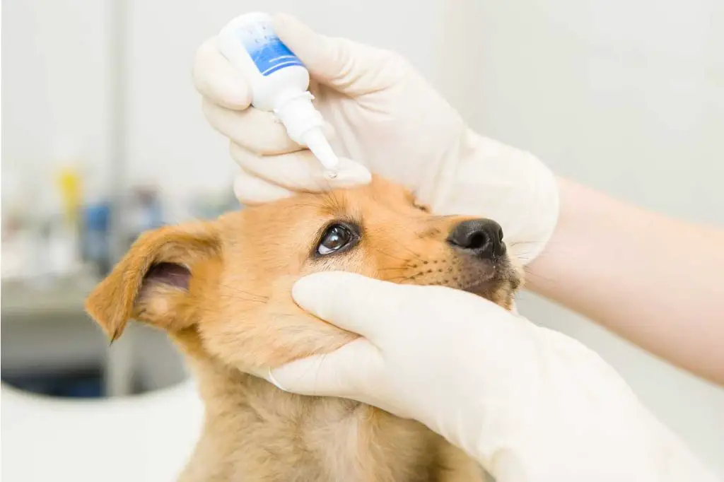 dog breeder examining puppy's eyes