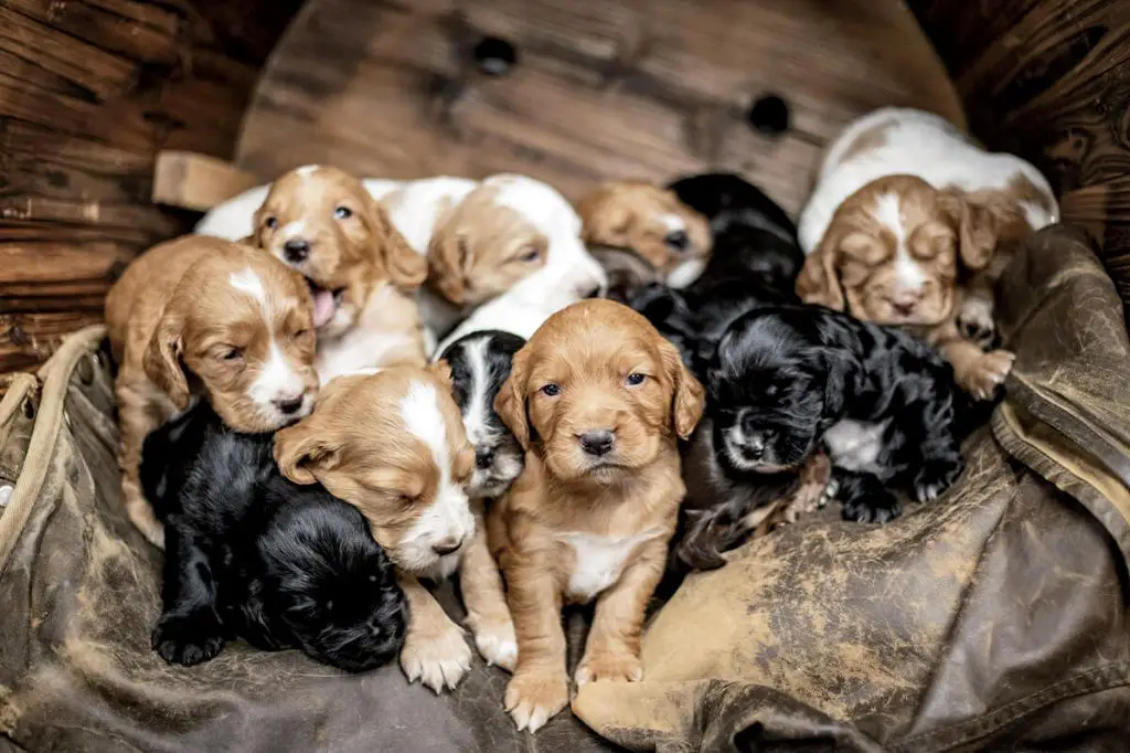 dog breeder selecting puppies