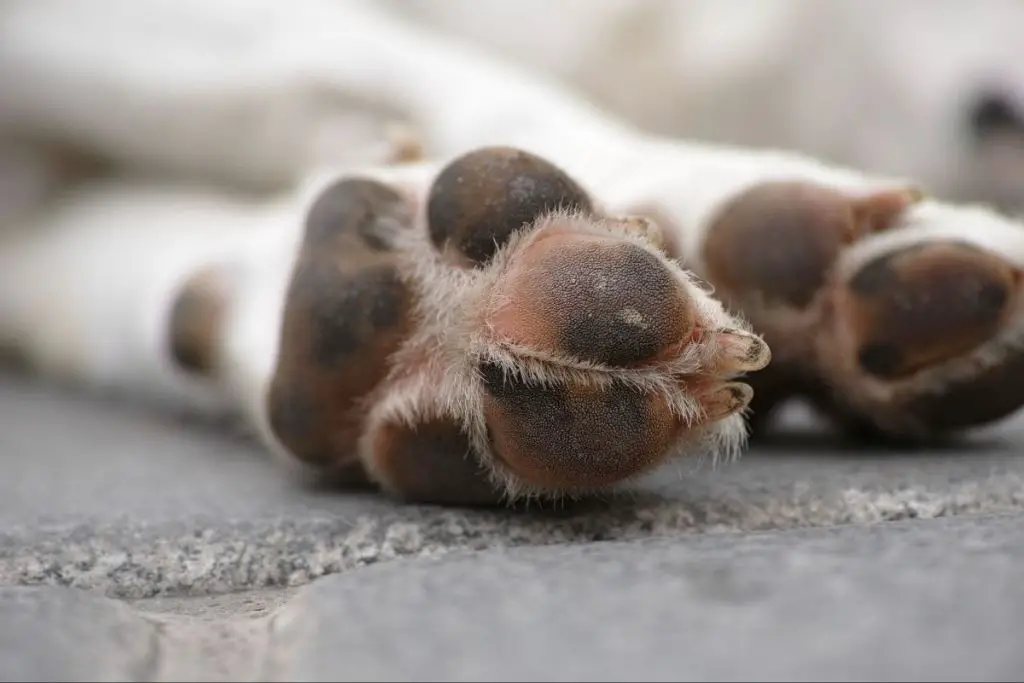 dog breeds that sweat more through paws