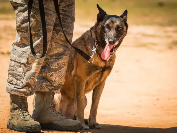 dog breeds used in special operations