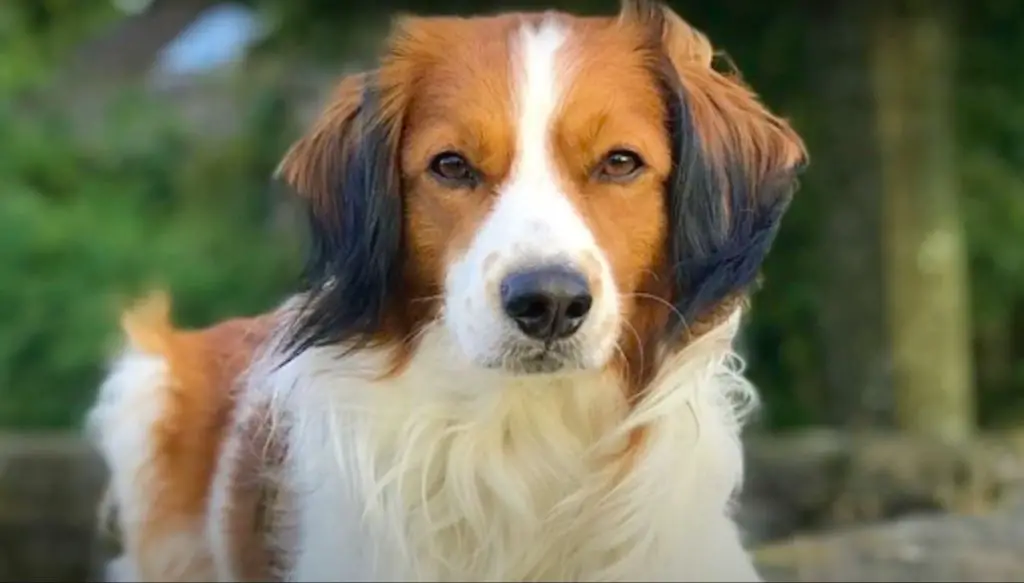 dog breeds with distinctive whiskers over the eyes