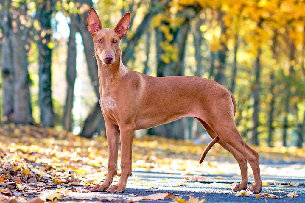 dog breeds with naturally standing ears