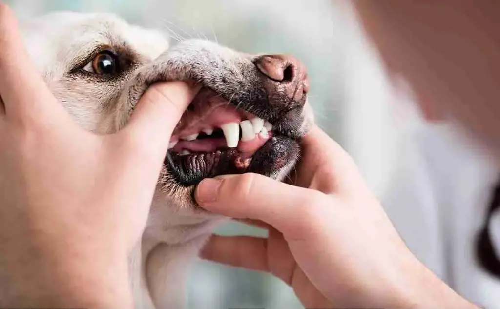 dog chewing on dry kibble